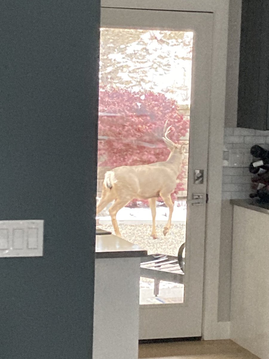 Alan Koch tweet media