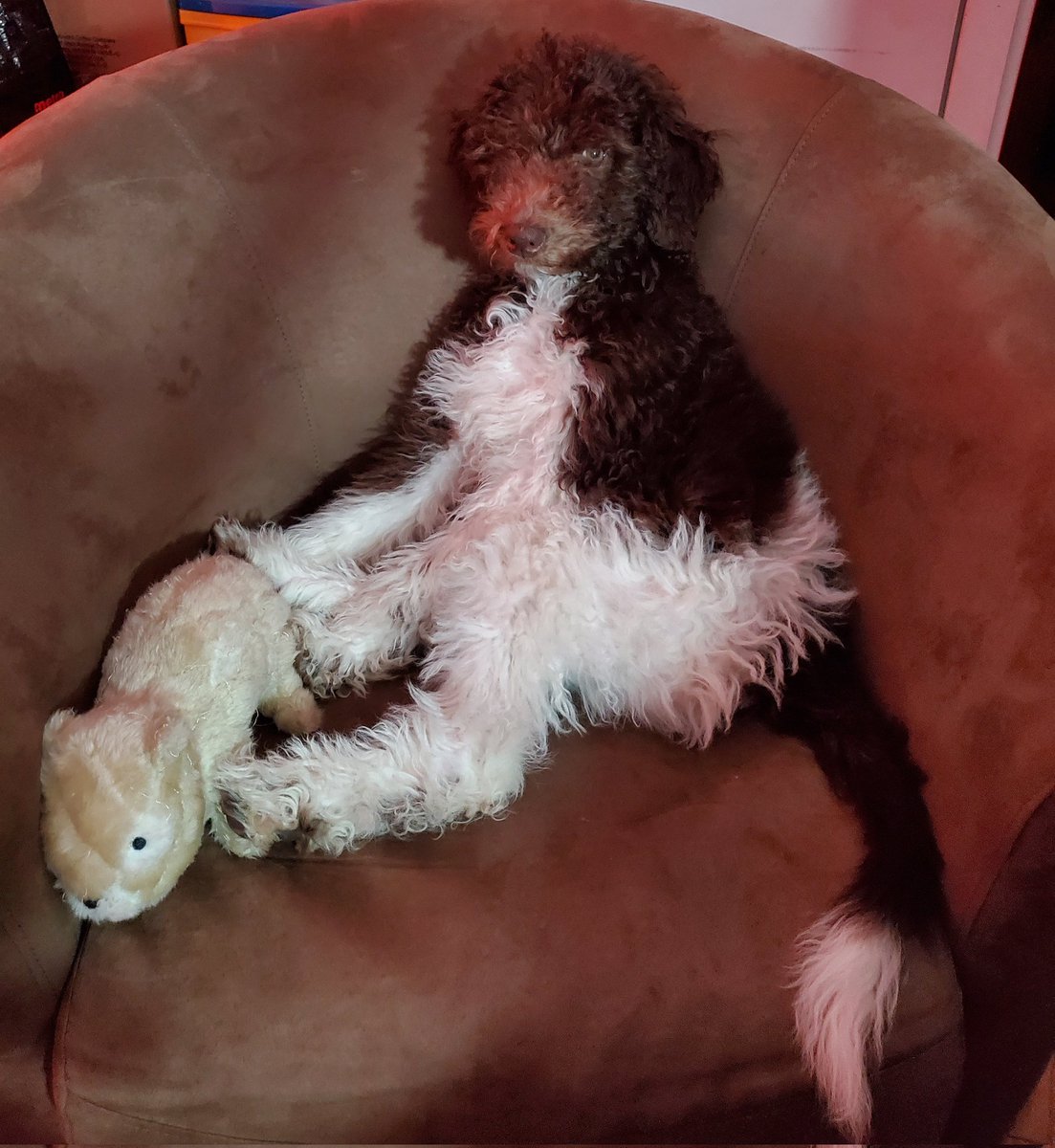 Meet the new love of my life 💕 my little Phoebe