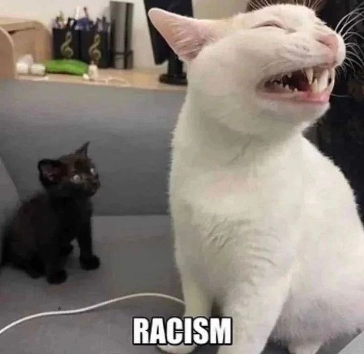 punch cat on Twitter "https//t.co/SHeDraIEUd" / Twitter