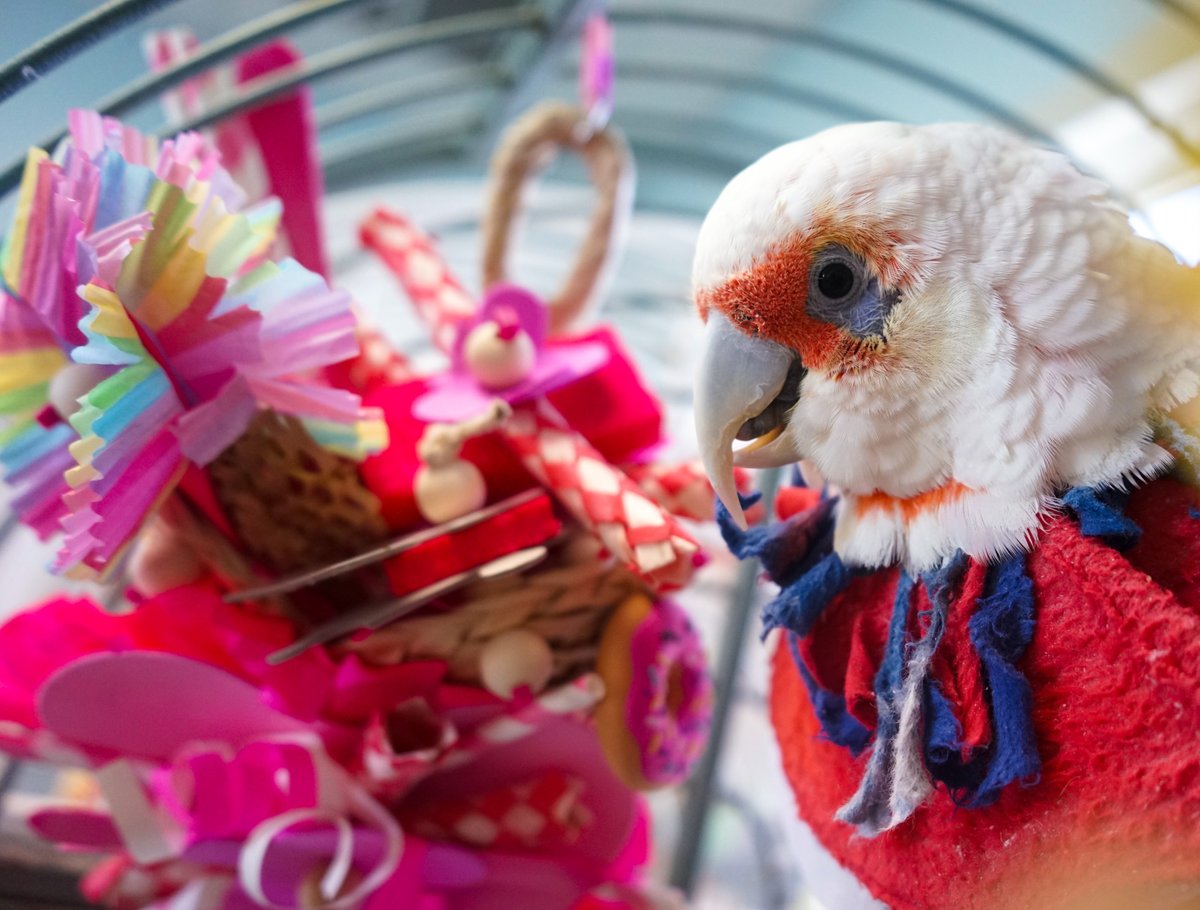 🐦🐦We're SOOO Close!!🐦🐦 - mailchi.mp/thegabrielfoun…