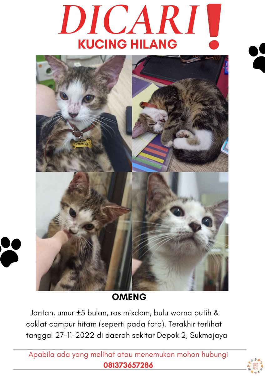 kochengfess's tweet photo. 🐢 Temen2 minta tolong bantu rt , meng aku ilang udah 3 hari di sekitar depok 2, sukmajaya. Barangkali ada yang liat bisa hubungi nomor yang ada di gambar. 😭 this cat means everything to me. https://t.co/LAw8bi9WoP