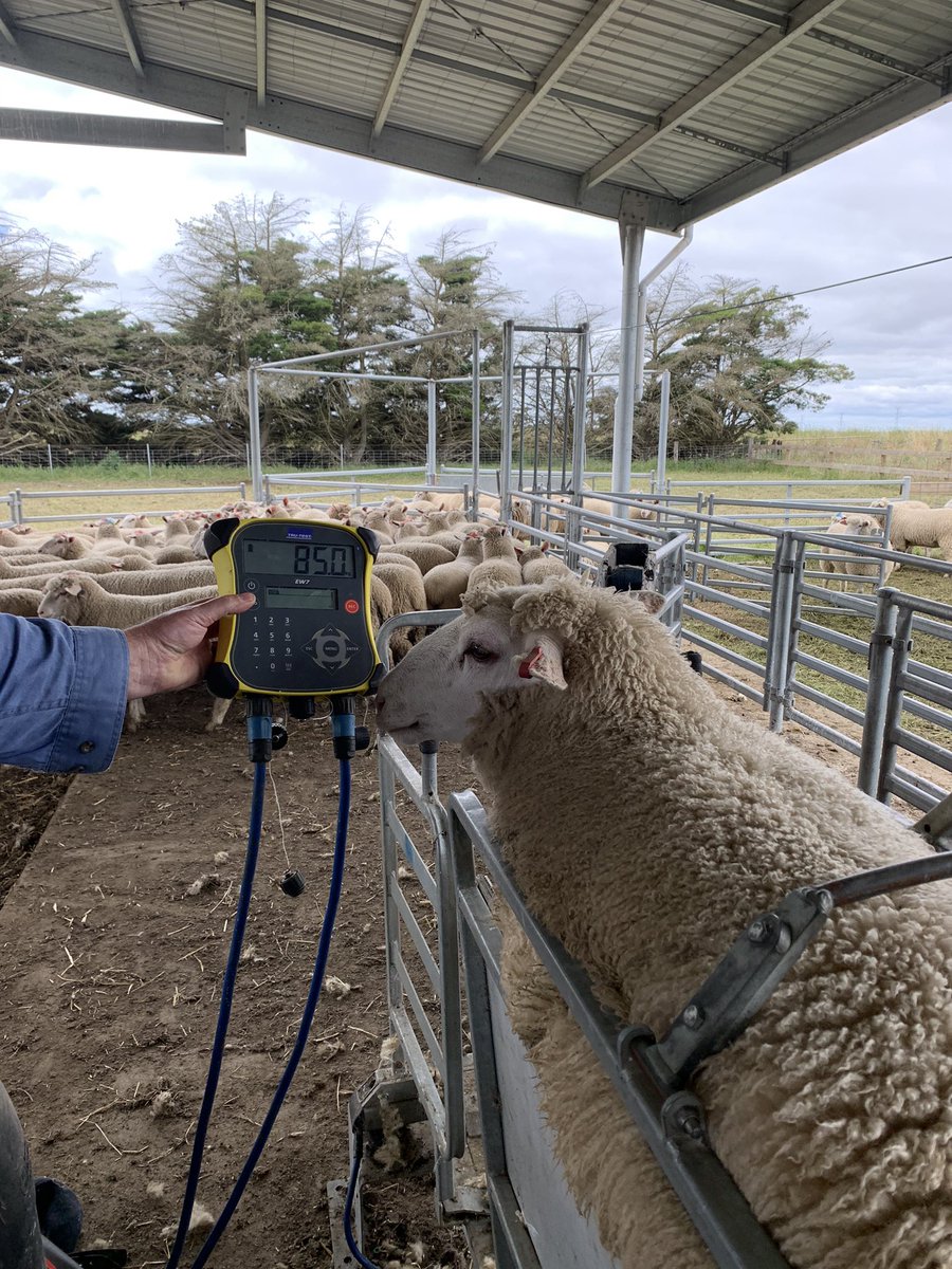 SuzanneLewis68's tweet photo. When selling is a little delayed due to the wet!
#june/julydrop #heavylambs https://t.co/FZjPBpwFbS