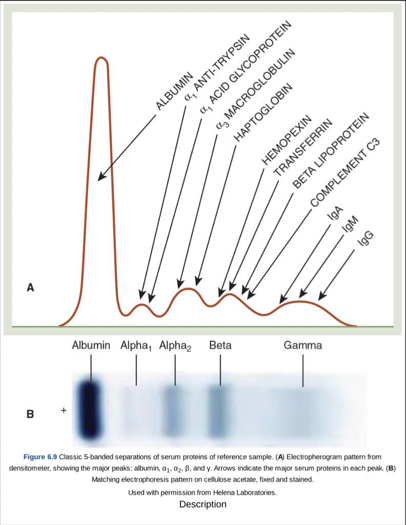 rmt cutie on Twitter "📝 CLINICAL CHEMISTRY PROTEIN BANDS & TOTAL