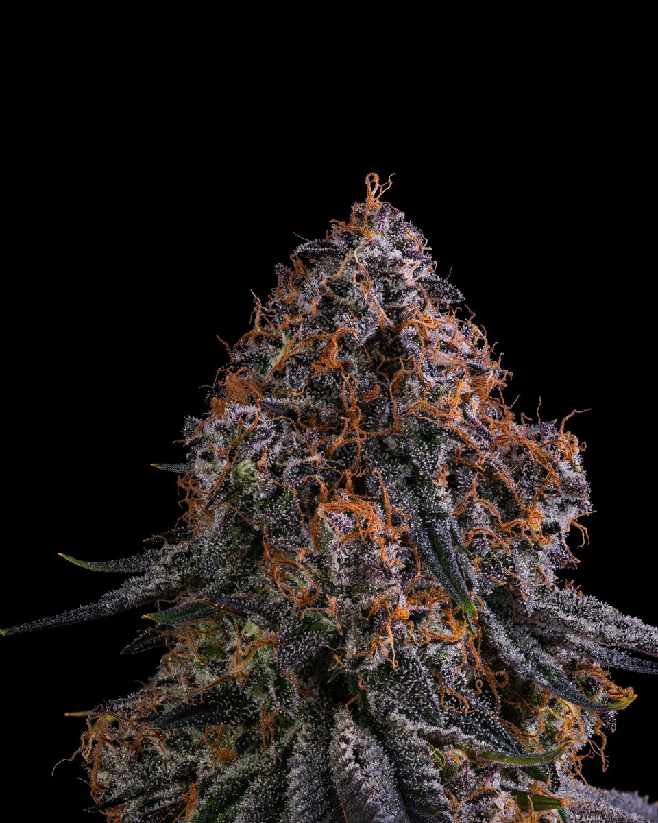 Cookies 🍪 on Twitter "{ Margarita Bar } 💧 LemonChello x Jet Fuel