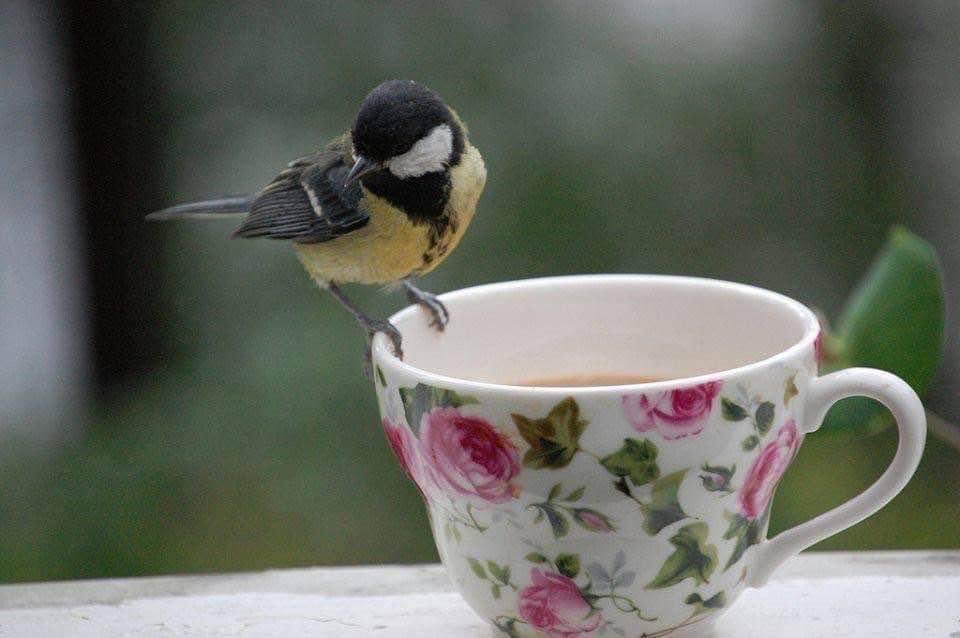 NATURALEZAV3's tweet photo. Café por la mañana 😋 https://t.co/YvHH6wxqPz