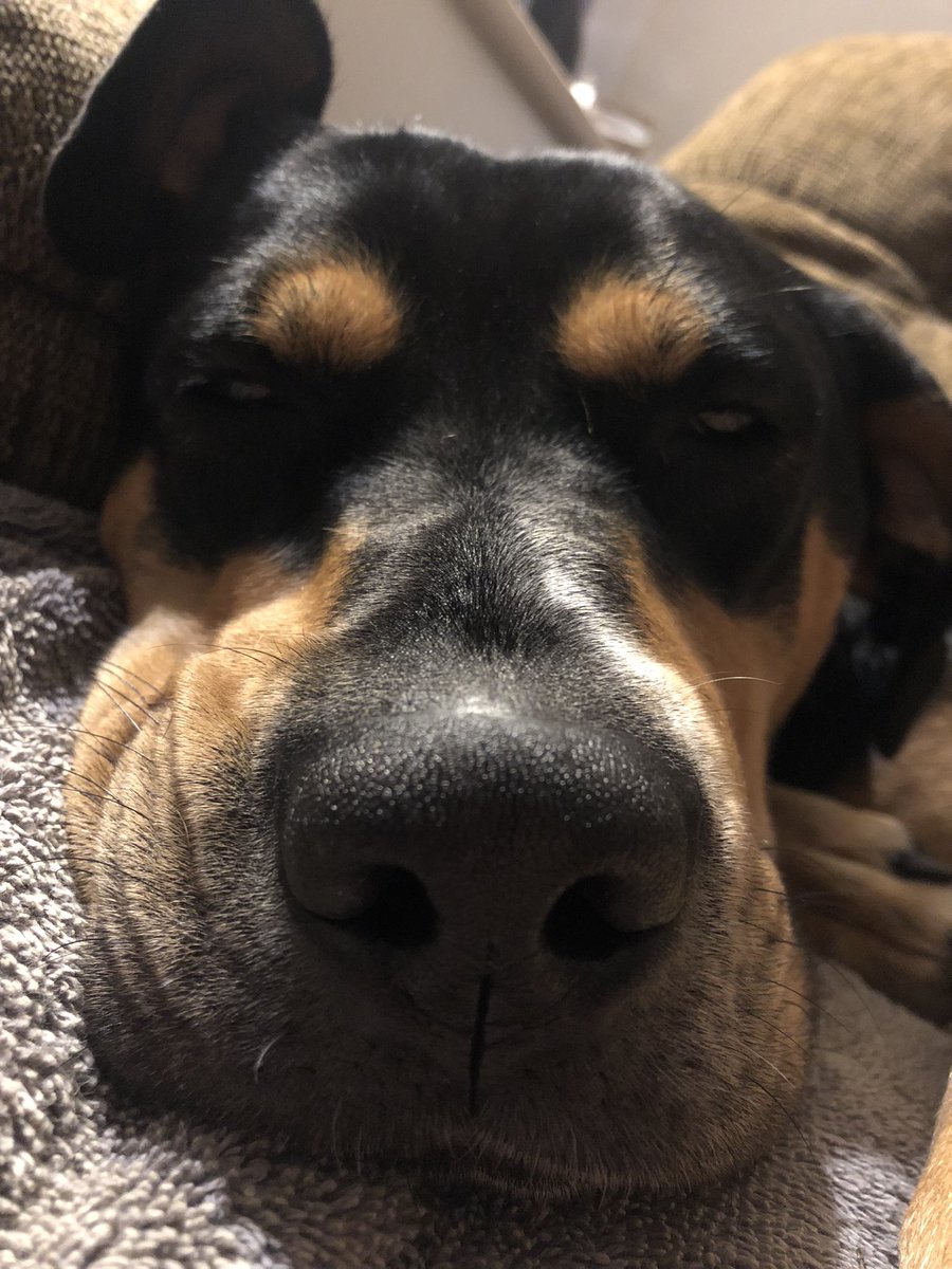 AlexineCleans's tweet photo. Game changer snack, Baby Dawg sleeping after playing in the snow, 2 props coming up in episode 2! Brace Yourself! https://t.co/KqnVUktkg7