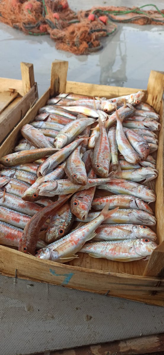 Burgazada nın tekirleri.
Yaradan bana bugün bu kadar verdi.
Bereket versin.
Gönüllerimiz bir umudumuz daim olsun.