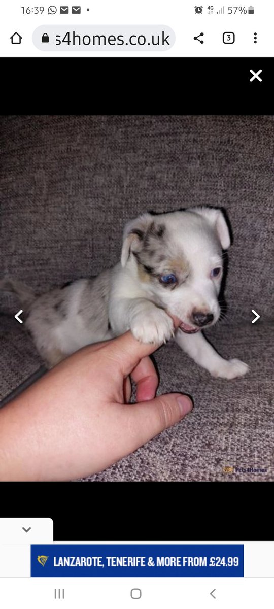 New addition to the clan.