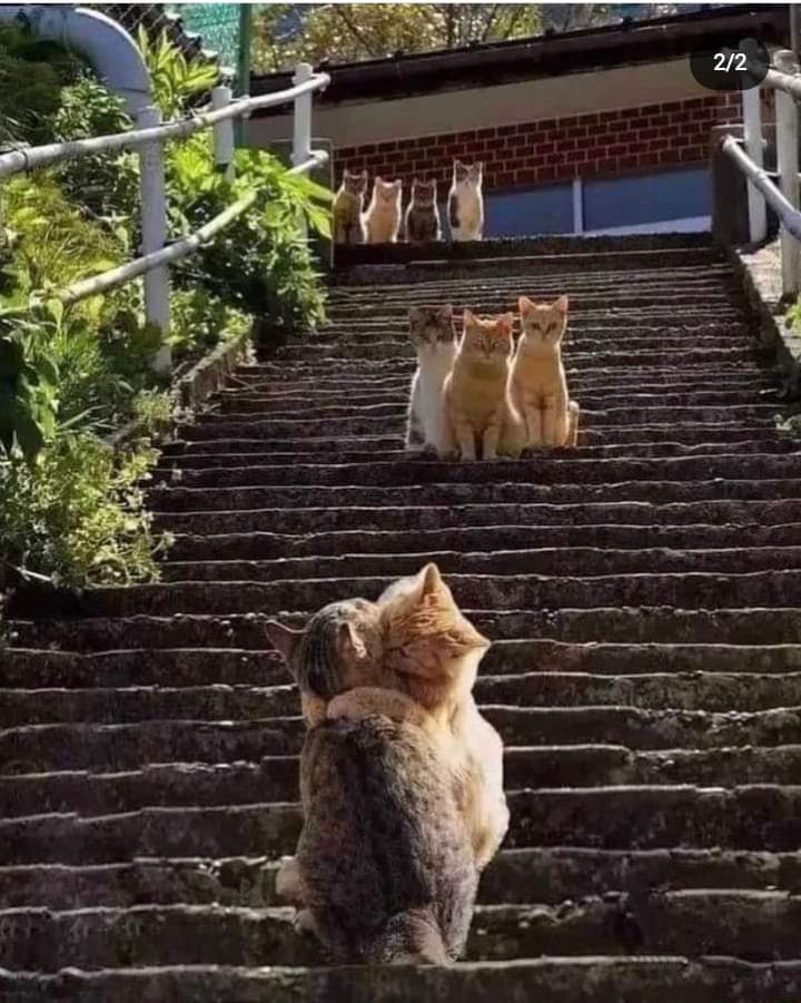 Tamam gelini öpebilirsin😁🥰