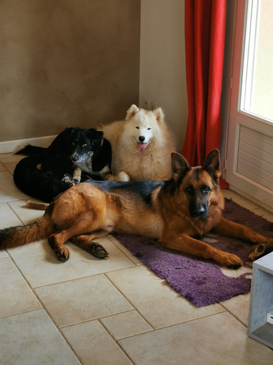CyllJean's tweet photo. @ElyPwet Oula j'ai 5 chiens lol.
Perfect, gadji,Newton. Grimm. Iouka https://t.co/5c1O4vqA14