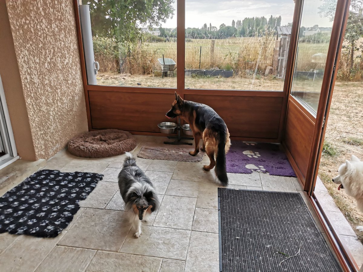 CyllJean's tweet photo. @ElyPwet Oula j'ai 5 chiens lol.
Perfect, gadji,Newton. Grimm. Iouka https://t.co/5c1O4vqA14