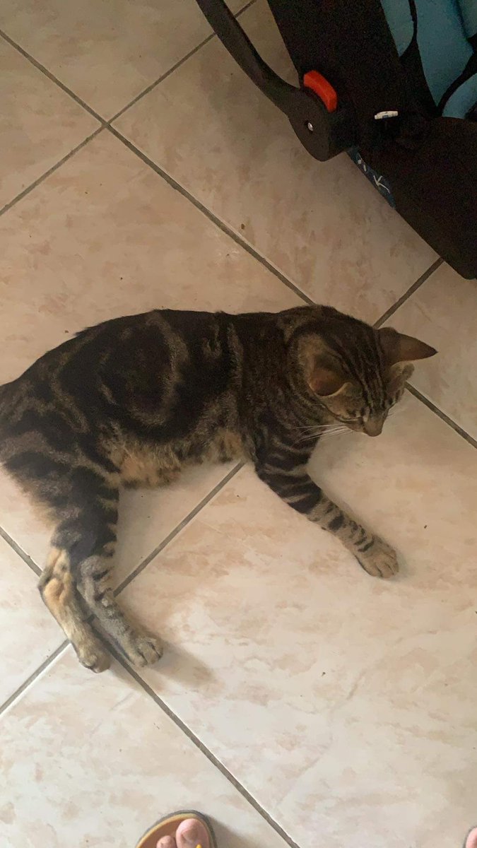 morolechat's tweet image. Je fé l’honneur de ma présence