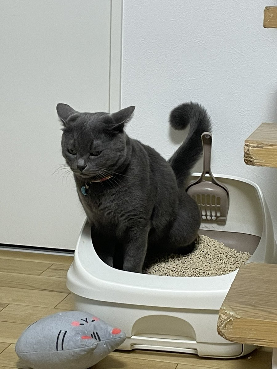 SOU__KURI's tweet photo. そっさんのおトイレも好きなのに
めっちゃ人相悪い🥹

ついでに遠くからじゃないと撮れないから
超ズームしてる🤣🤣www

#猫のいる幸せ 
#猫好きさんと繋がりたい 
#猫がいる暮らし https://t.co/CjwUCjrAIV