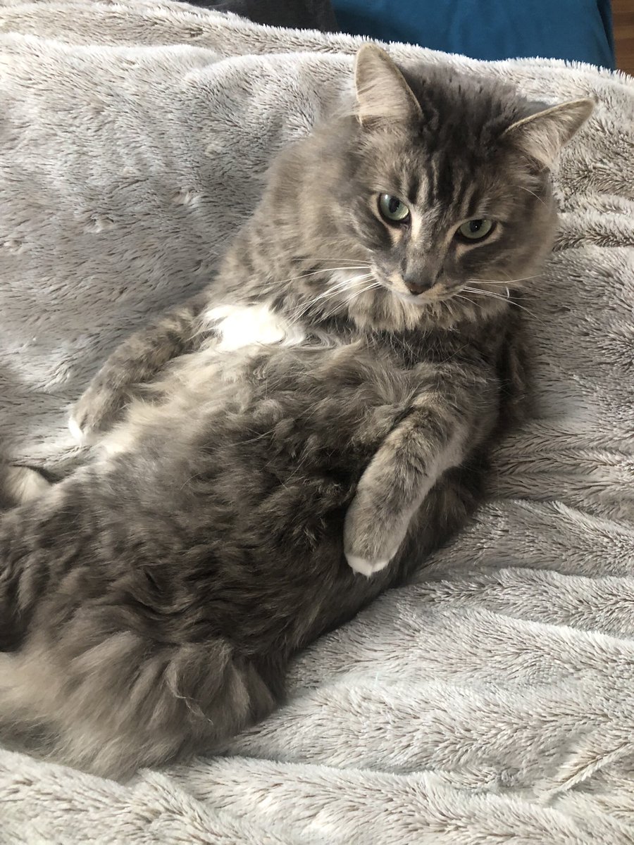 Max Hanson tweet media