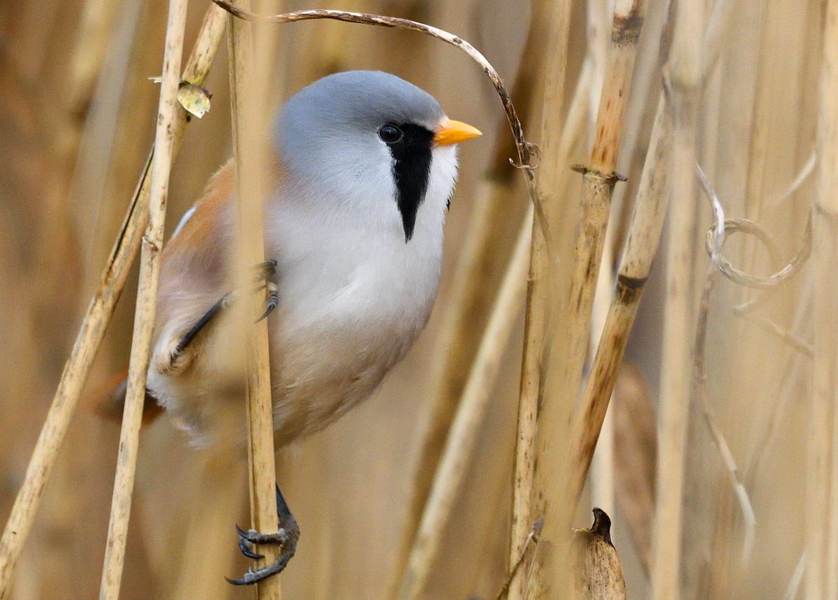 Wildwood_photos's tweet image. OTD, 2020, a dark-eyed, Male Bearded Tit at Chew Valley lake.