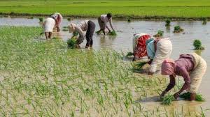 #RainReady | Maa kasa ampa _π¬π (@vessel4) on Twitter photo The Rice production industry is rising on a faster pace here in Ghana π¬π and it clearly shows that soon importation of rice will be a thing of the past. Now that <a href="/thejospongroup/">Jospong Group of Companies</a> has joined, Edwuma no asi . Thailand Aba Ghana π¬π #RiceProduction #JospongRice #CitiCBS The Rice production industry is rising on a faster pace here in Ghana π¬π and it clearly shows that soon importation of rice will be a thing of the past. Now that <a href="/thejospongroup/">Jospong Group of Companies</a> has joined, Edwuma no asi . Thailand Aba Ghana π¬π #RiceProduction #JospongRice #CitiCBS