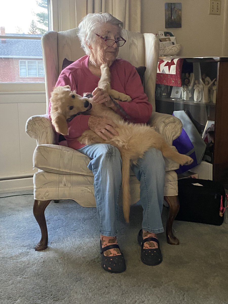 “I got to meet my great-grandma!  I was told she has loved dogs all 92 of her years!  And, guess what?!?  SHE LOVED ME! I tried not to wiggle too much. And I only stiff-armed her a couple of times… She’s fun.
—Puppy Jack
#dogsoftwitter #grc #dog #Grandma #goldenretriever #love