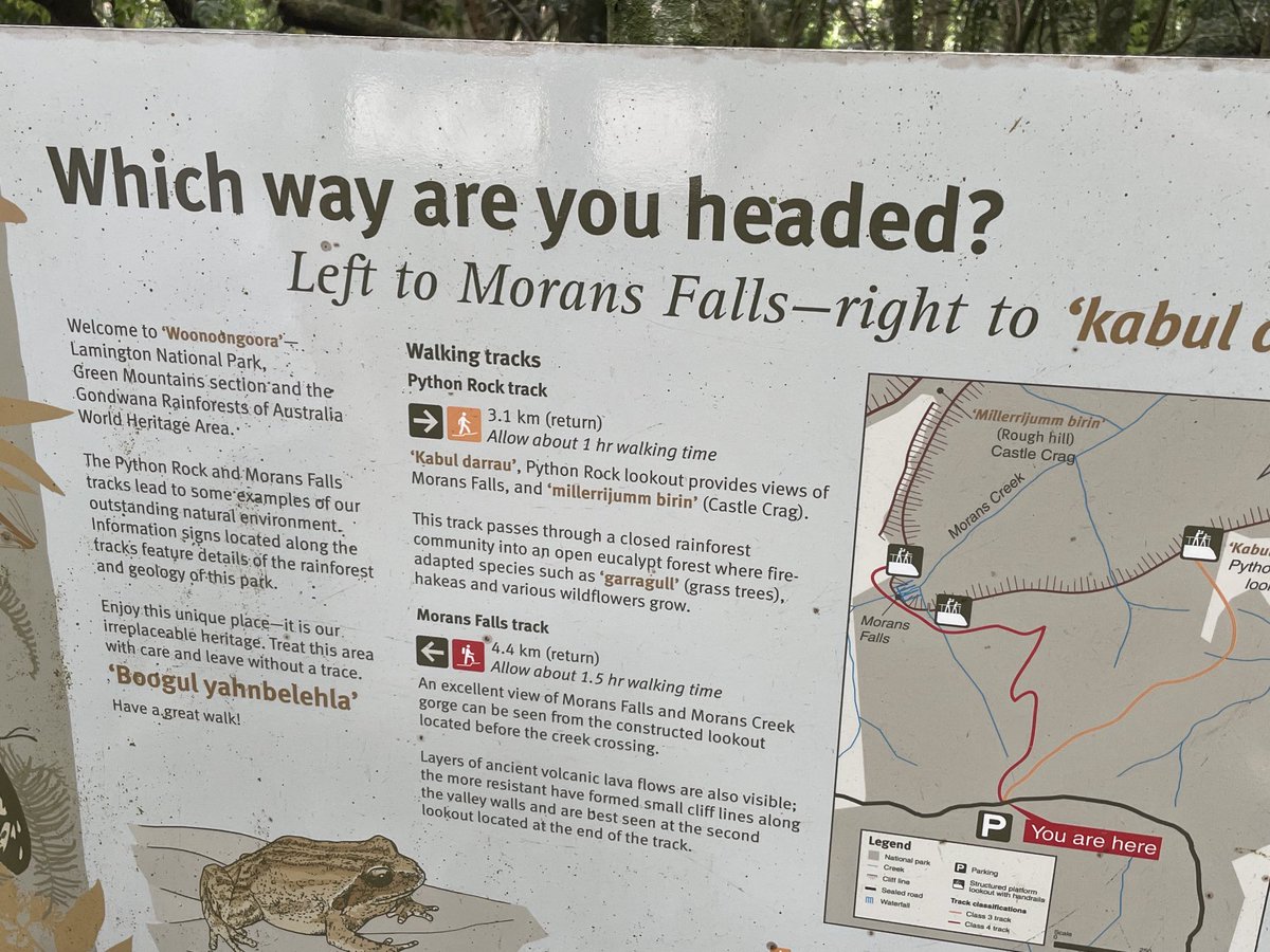 ChefColcombe's tweet image. Amazing walk in the rainforest in Lamington national park #Brisbane #Goldcoast