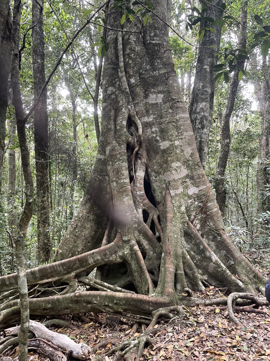 ChefColcombe's tweet image. Amazing walk in the rainforest in Lamington national park #Brisbane #Goldcoast