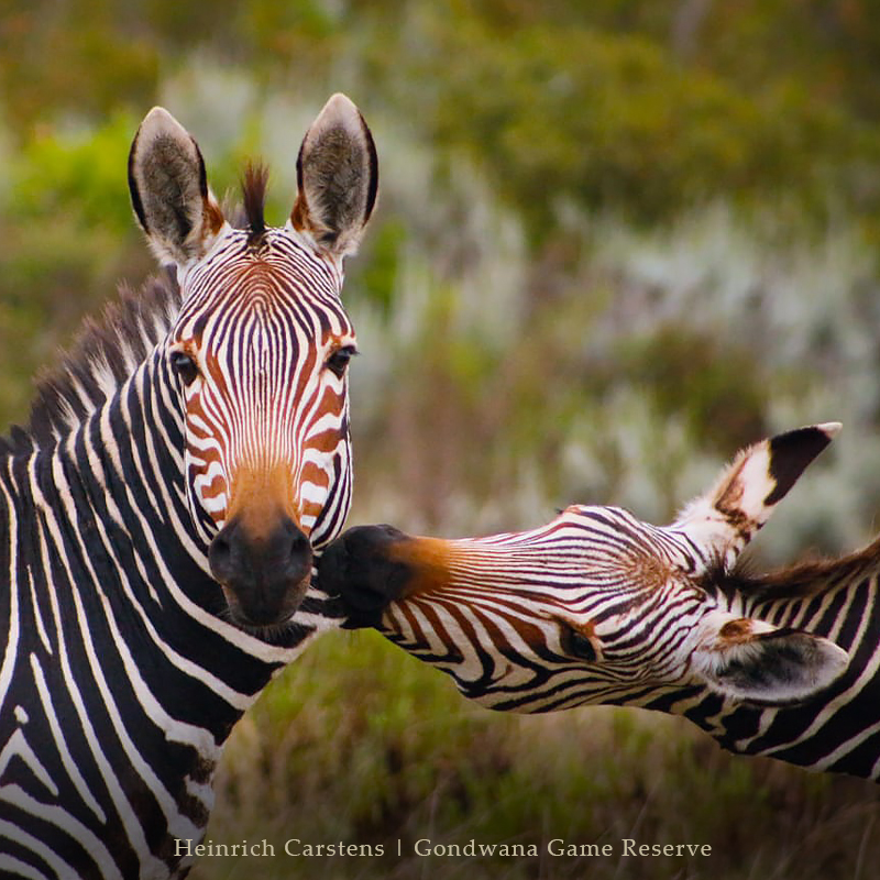 NOVEMBER SIGHTINGS | A few special #wildlife #sightings experienced this month by #guests on #gamedrive