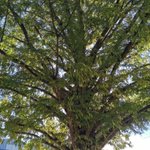 ツイートに含まれる画像