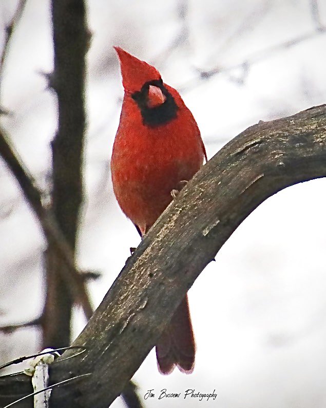Jbusc33's tweet photo. #cardinals #birds #beauty #backyard #male #wildlife #wildlifephotography #upstateny #birdsofinstagram #birdsoftwitter #cardinalsofinstagram #shadesofred #audobonsociety #just_newyork #your_best_birds @News_8 #bhphoto @13WHAM #picturetokeep_weekly @news10nbc @shutterbugpix https://t.co/cv5oCS5bo7