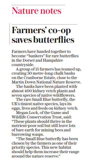 We are in the <a href="/Telegraph/">The Telegraph</a>!
MartinDownFarmerCluster (self-funded) delivering benefits for biodiversity at a landscape-scale! These banks will provide even more breeding habitat for our priority species, small blue butterfly. Thanks to <a href="/NaturalEngland/">Natural England</a> for funding &amp; <a href="/CranborneEstate/">Cranborne Estate</a>