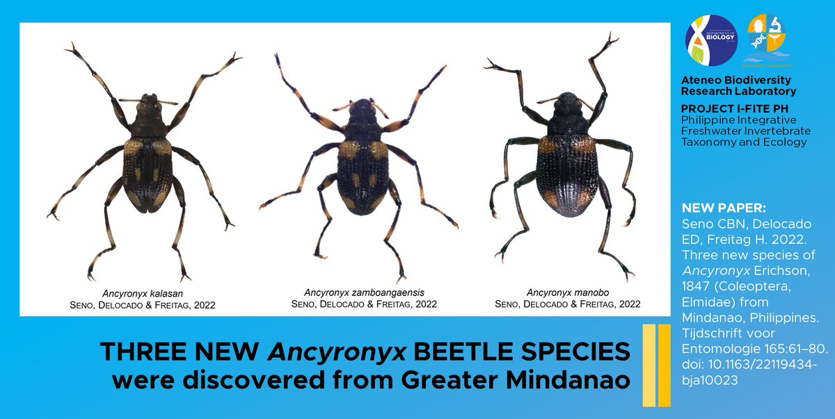 ❕❗️ NEW SPECIES ALERT   ❗️❕

In this new publication, we described three new /Ancyronyx/ beetle species from Greater Mindanao. 

The three new species are named after the geography and culture of Mindanao, from where the lead author Bea Seno was originally from.