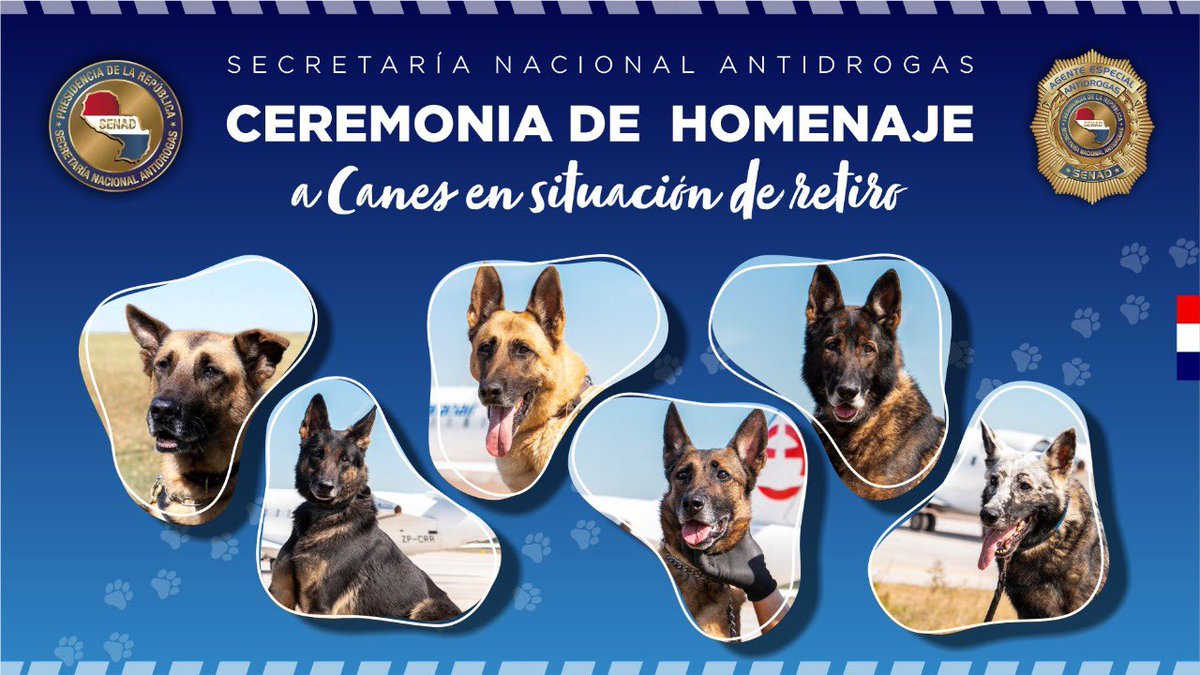 Silporfavor's tweet photo. Los perris de la SENAD que hoy se jubilan 🥹😭 https://t.co/h1e1LdgHlT