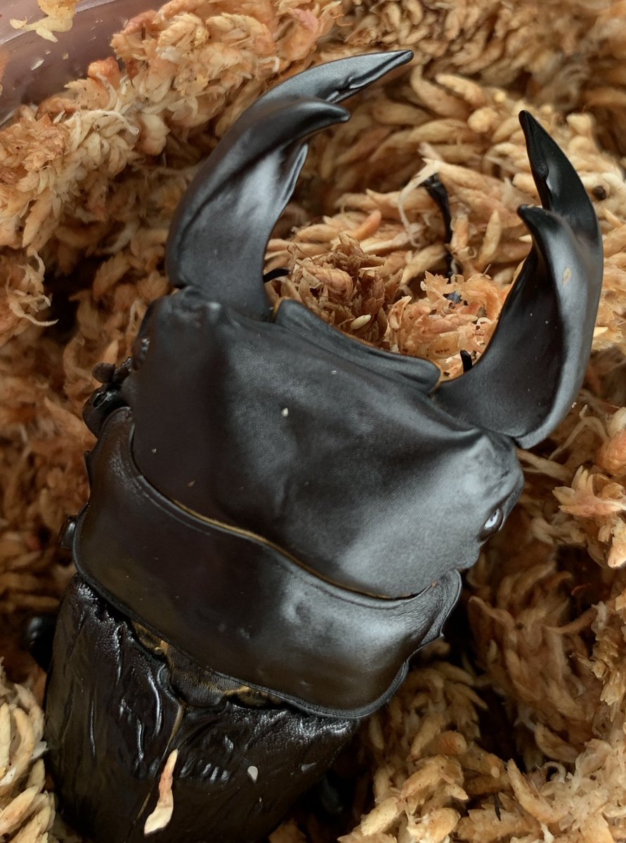 Qi (@qi_hopei) on Twitter photo 