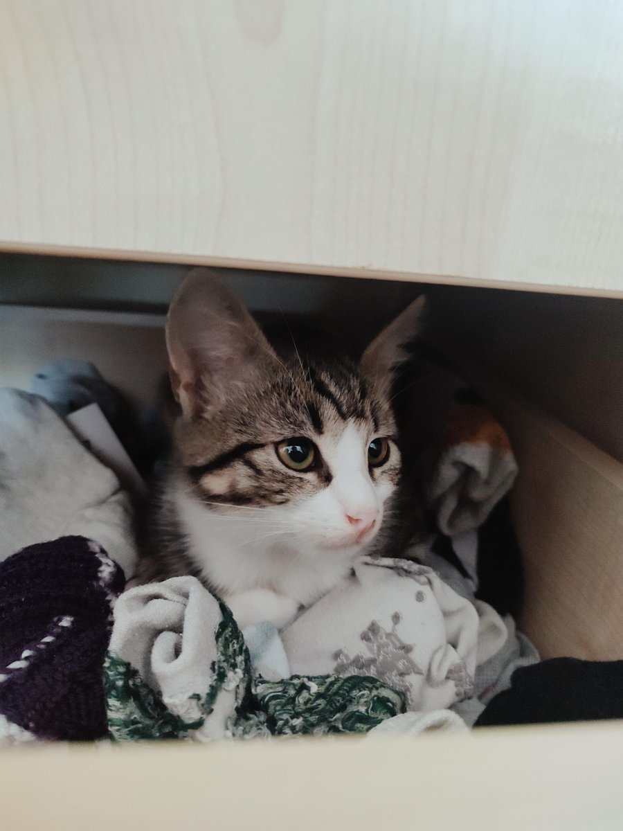 We have a kitten named Dobby who sleeps in my socks redd.it/z8nqfv