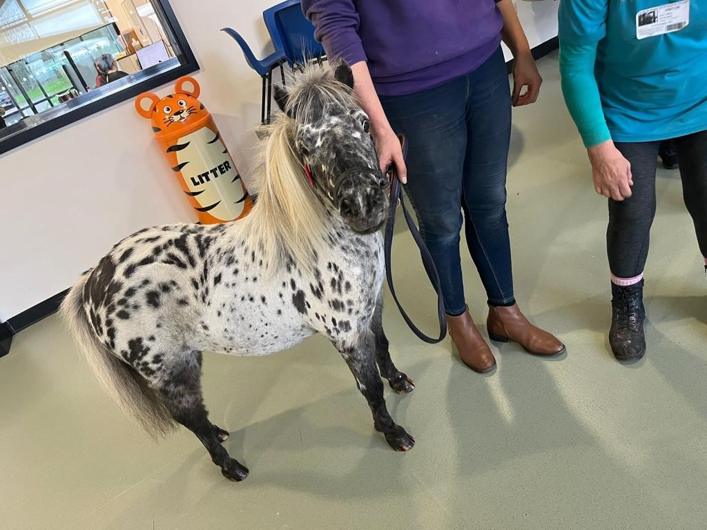 IndiaS__VFE's tweet photo. Another fantastic day at @EpinaySchool and Keelman's Way School with KL Pony Therapy after winning our Sensory Pony Competition. The ponies, pupils and staff had a fabulous time! #visionsend @VisionForEd @TheEdwinGroup https://t.co/8K093wsMw5