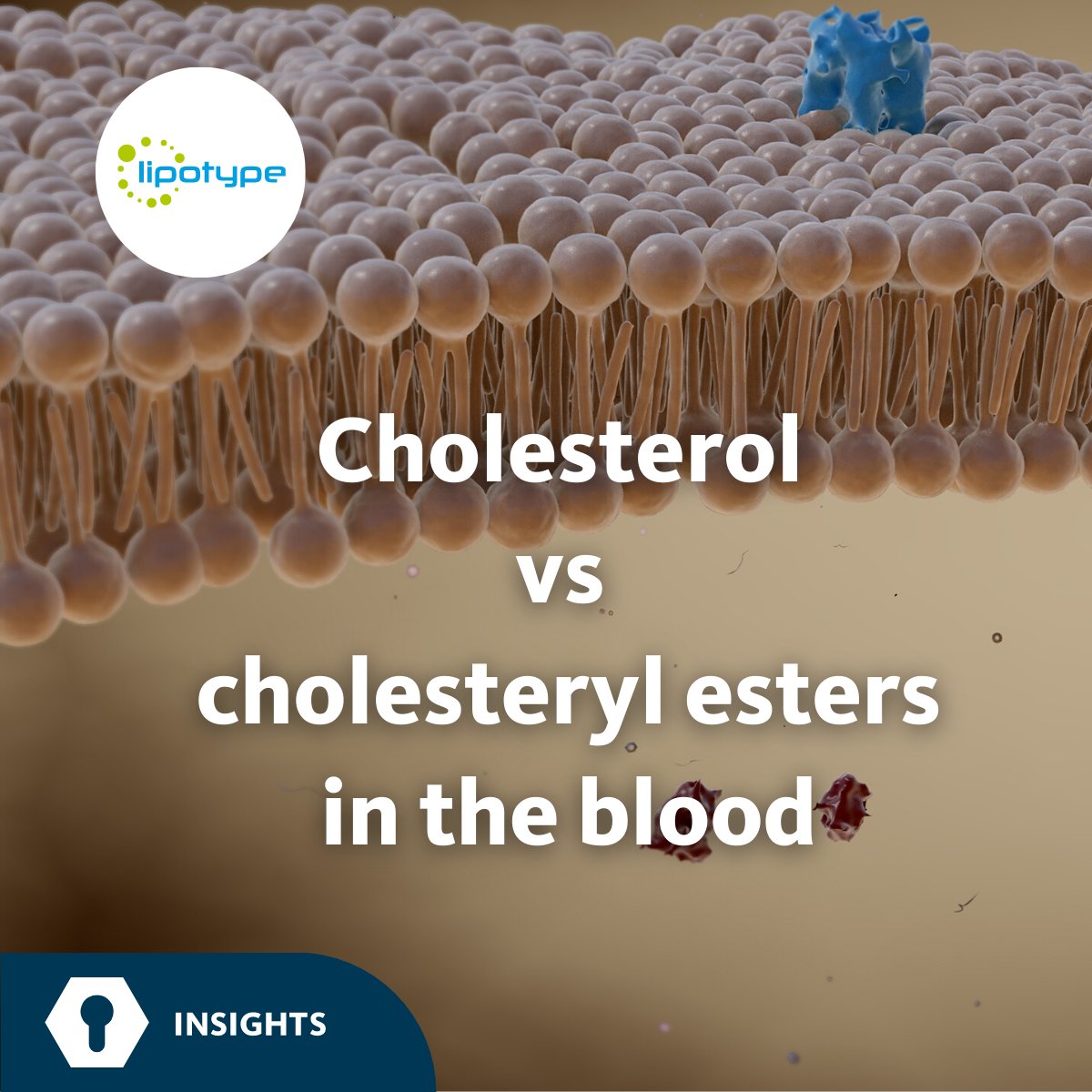 Shotgun #lipidomics analysis revealed a deficient conversion of #cholesterol to cholesteryl esters in the blood plasma in the cardiovascular disease patients.

More:
lipotype.com/lipidomics-res…

#lipid #MassSpectrometry #CholesterylEster #stroke #BloodPlasma #lipoprotein