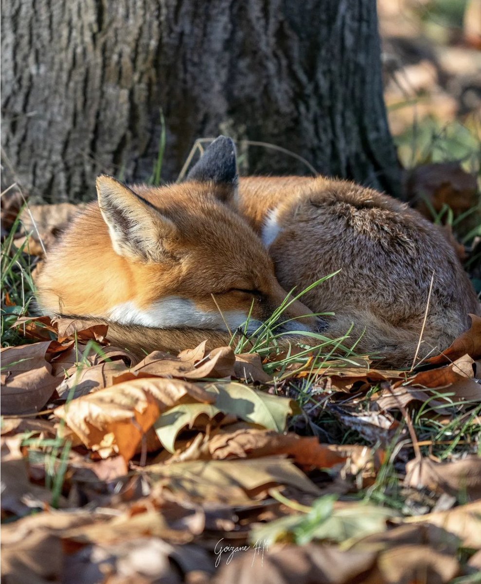 Snoozing in autumn leaves . Thank you @goizane_huarte on Instagram for today's #FoxOfTheDay