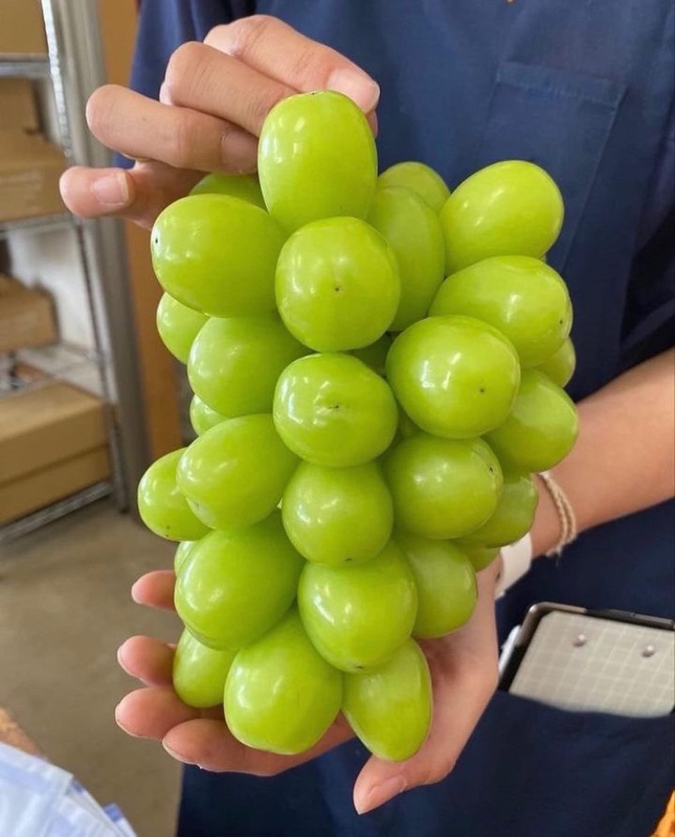 mira_uozu's tweet photo. 【緊急企画】
明日12/1魚津産シャインマスカット格安販売いたします🍇
お世話になっている桃山ぶどう園さんのシャインが沢山余って困っておられるという事で何かご協力できたらと思い急遽、販売させていただくことにしました🙏
通常2,000円以上する高級シャインマスカットを半額ほどで販売予定です。 https://t.co/eI8z3tgKSa
