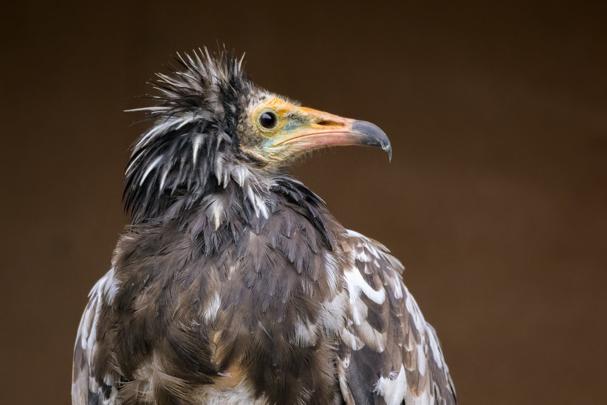 Neophron Returns tweet media