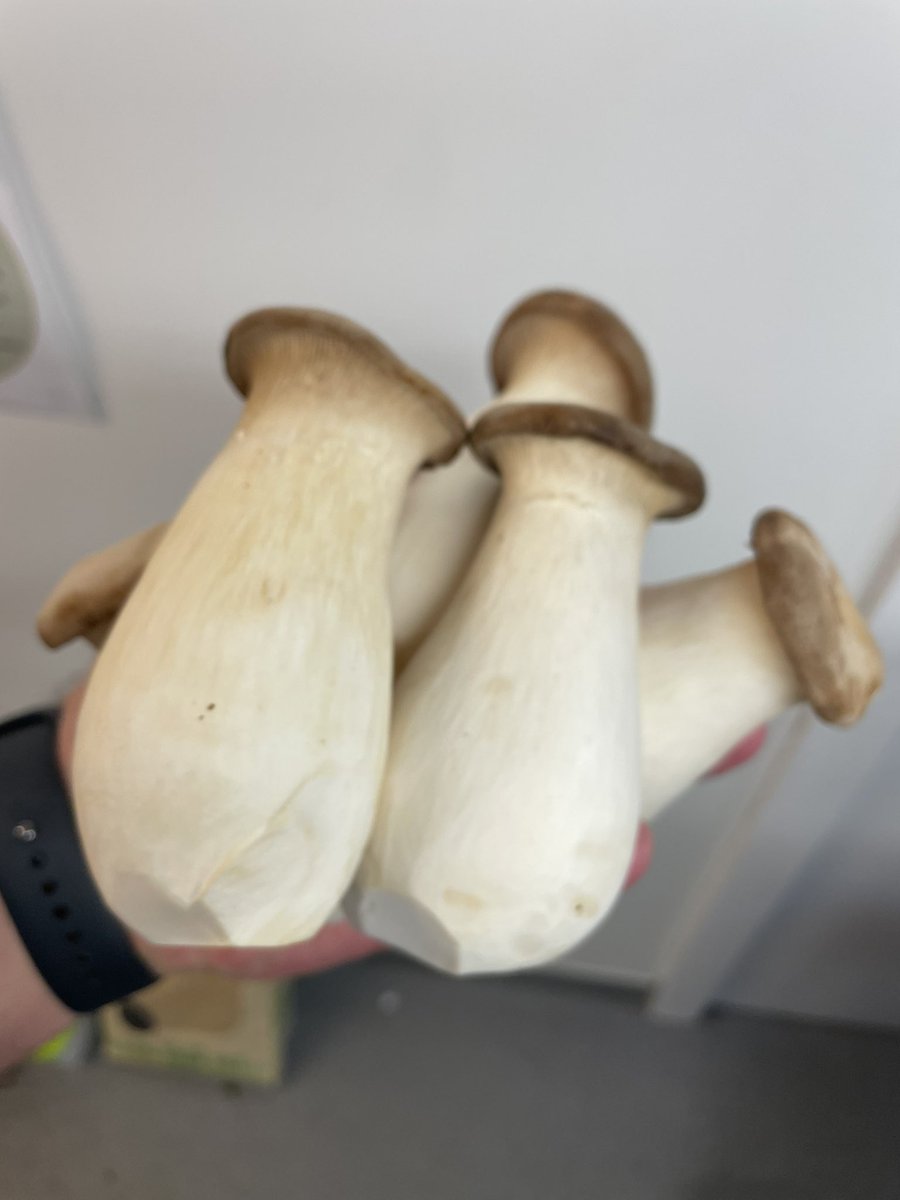 ChefsPass's tweet photo. Beautiful king oyster mushrooms this morning 
#kingoystermushrooms #mushrooms @wellocksfood #oystermushrooms #wellocks https://t.co/ThCGlDAcoB