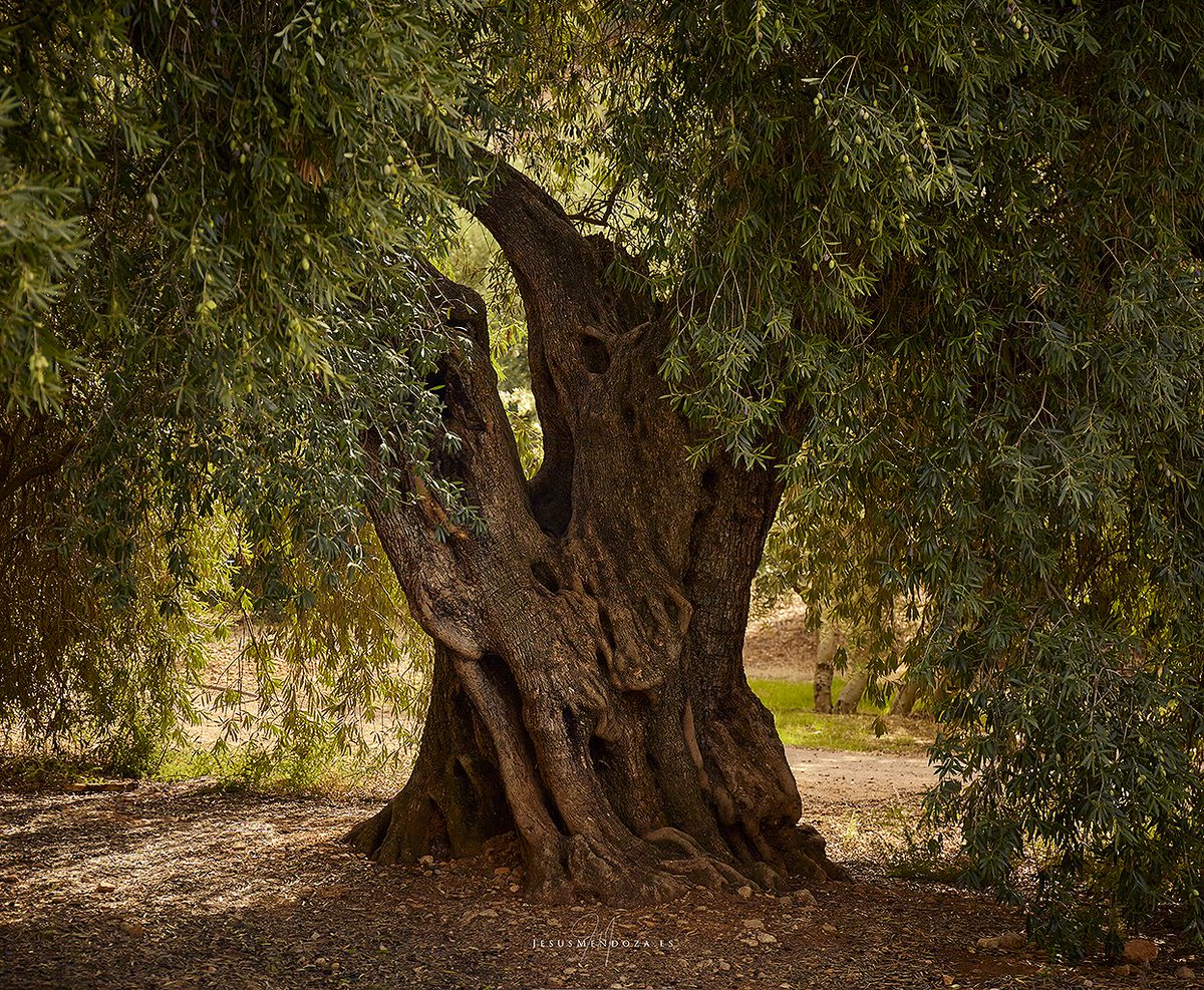jmendozafoto's tweet photo. Hoy es el día que se inaugura mi Expo Oleum en @olivaryaceite a las 20h.
Éstas son algunas de las fotografías que podréis disfrutar a gran formato.
También habrá alguna que otra sorpresa en la inauguración, ¡¡os espero !!

@afu_ubeda @faf_fotografia @mercacei_ @FotoPrintMirpa https://t.co/J4l5JqGR04