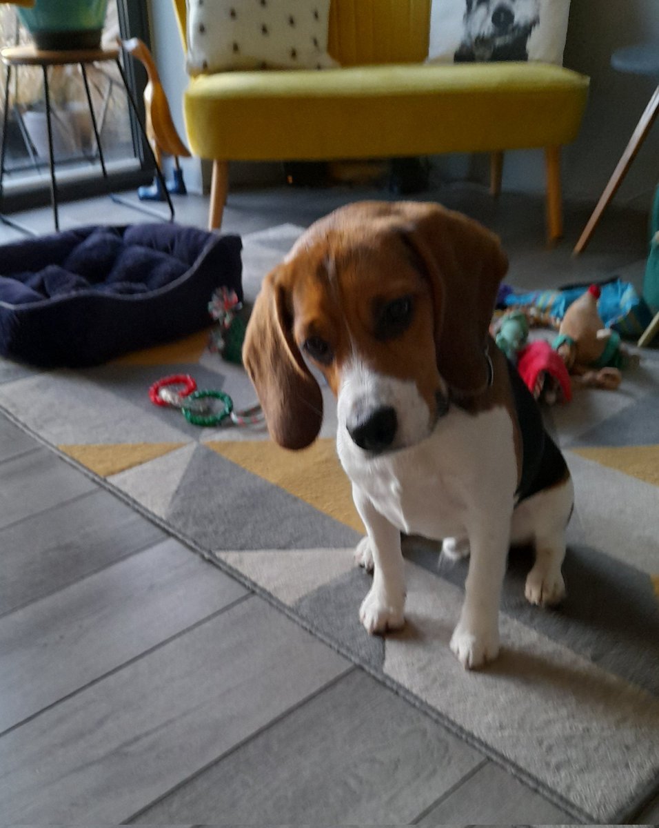 percythebeagle's tweet photo. Goodmorning, it's me Percy..
Now listen carefully I have news...
"Drum Roll"
Yesterday I cocked my leg for a wee for the first time...
I'm in the big boys club😁 https://t.co/SGVY1JmCxc