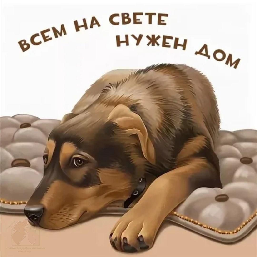 Собаке нужен дом