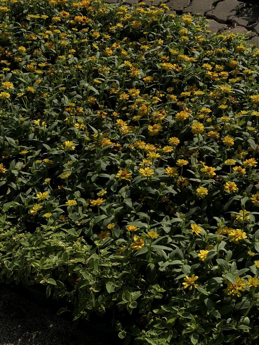 jern (@gioclzn) on Twitter photo 