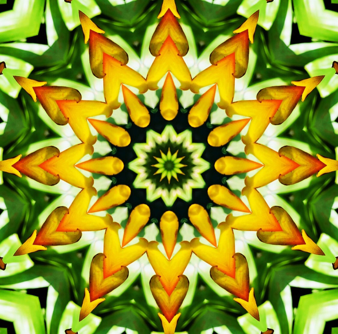 SamArpa24985706's tweet photo. Vriesea Miranda Mandala #art #digitalart #mandala #vriesea https://t.co/vj2kgc3kSO