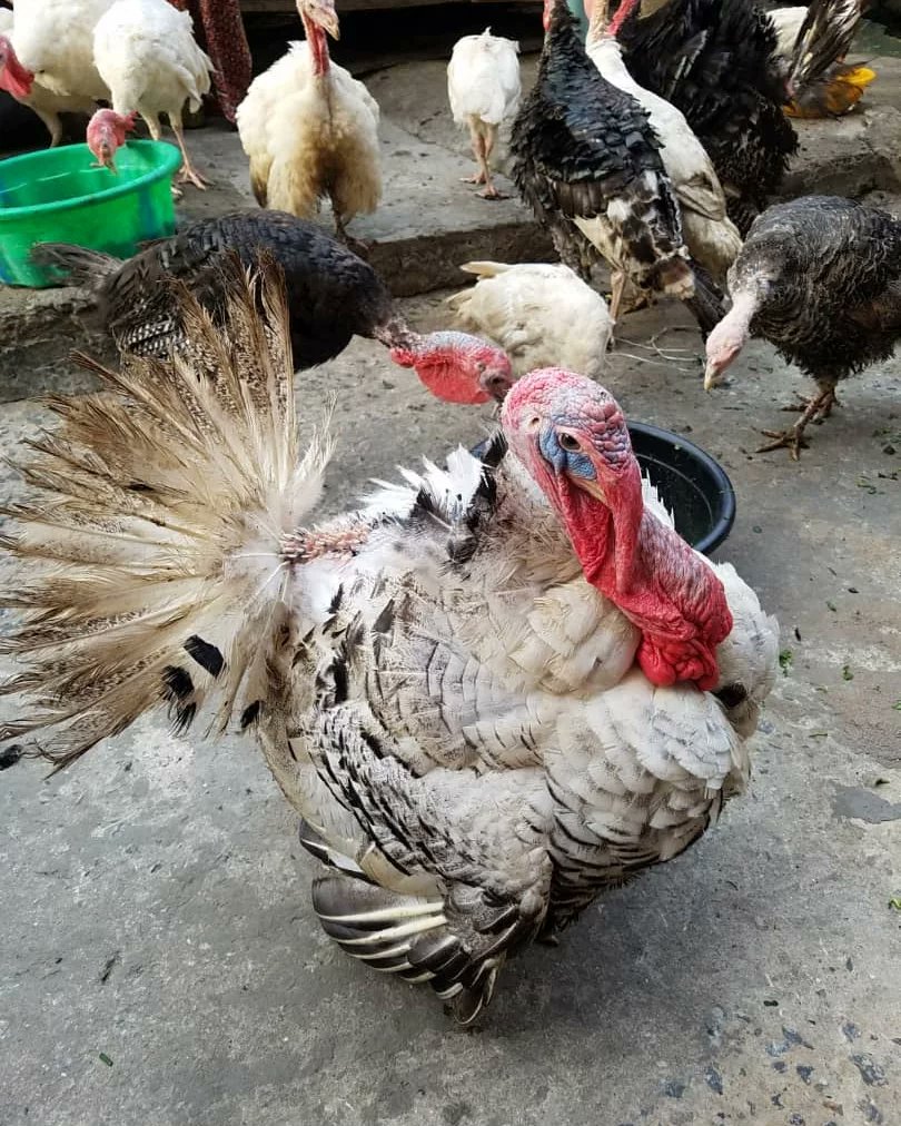 Monumentalfarm's tweet photo. We produce, process, supply and cater. https://t.co/tyRfFefLdk