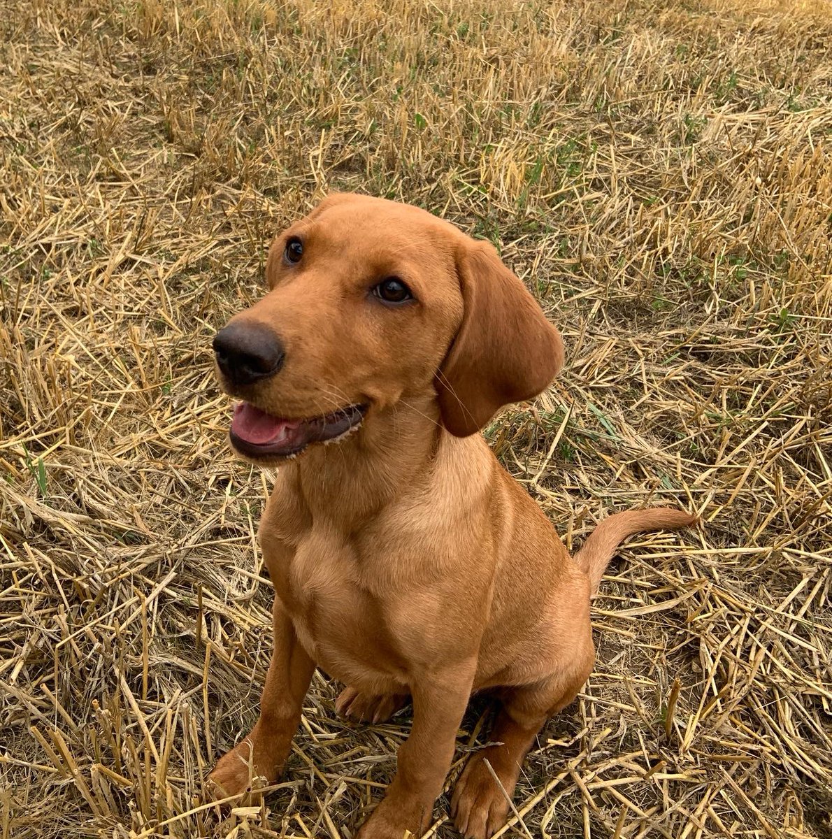 RextheLabrador's tweet image. Good Mooorning everyone! 

Here is a big smile for all my new followers 🐾 #dogsoftwitter