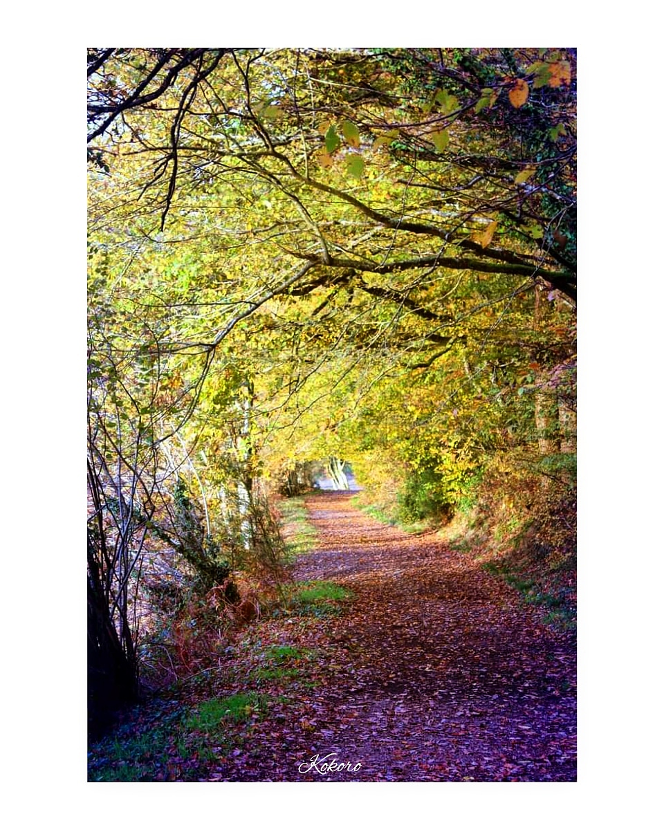 Sandra_Fi80's tweet photo. Passion photo #Photographie #nature #forêt #Mervent #paysdelaloire #paysage #SudVendée #Vendée https://t.co/rTpOjNlI0R
