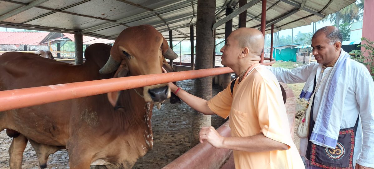 It was a wonderful experience visiting the beautiful goshala with more than 50 pure-breed Gir cows at ISKCON Salem. 

#krishna #harekrishna #lordkrishna #radhakrishna #krishnaleela #krishnaconsciousness #iskcon #iskcontemple #iskconworld #iskconsalem #cow #guamata