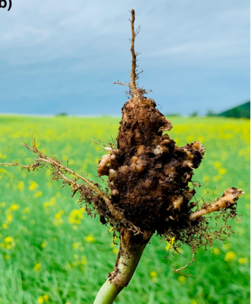 MPPjournal's tweet photo. Clubroot - an updated Pathogen Profile for Plasmodiophora brassicae in the genomics era: https://t.co/DkjeefmyxE https://t.co/iuO25XPLSQ