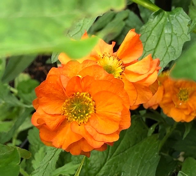 Good morning #OrangeWednesday What lovely orange flowers do you have?
