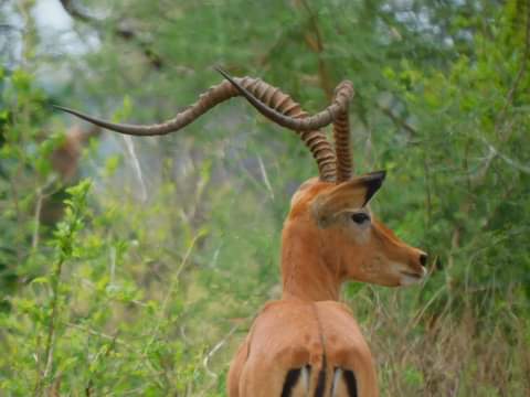 A rare one among great 'tusker's'! Male #impalas have horns but not this far? Nature makes everything possible - #Africansafari magical sightings. #wildlifesafari #gamedrives #antelopes