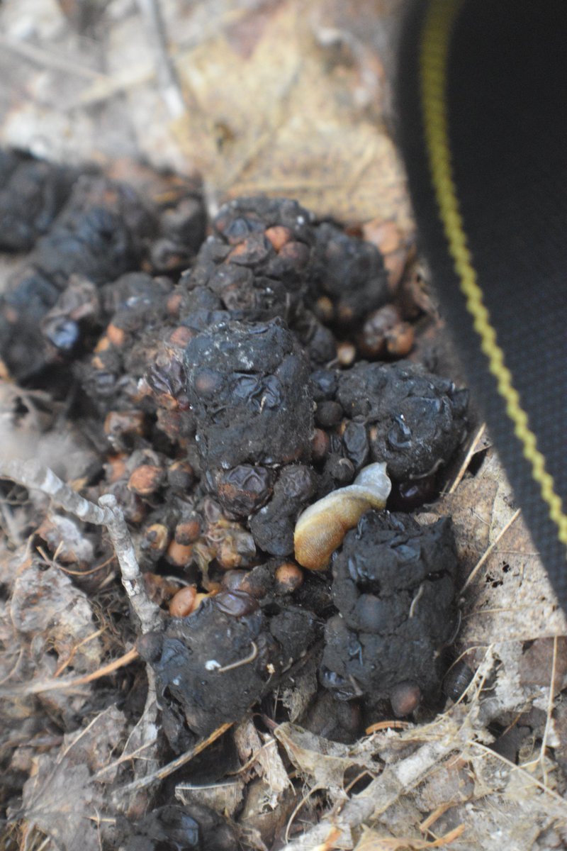 GreatLakesFungi's tweet photo. ⚠️💩ANIMAL DROPPINGS💩⚠️

Going by the diet, smaller size, and shorter segments, I'd wager this egg was laid by a raccoon.

#animals #wildlife #poo #poop #scat #feces #droppings #forest #Michigan #UpperPeninsula #nature #photography https://t.co/OXJHzQ0aT7